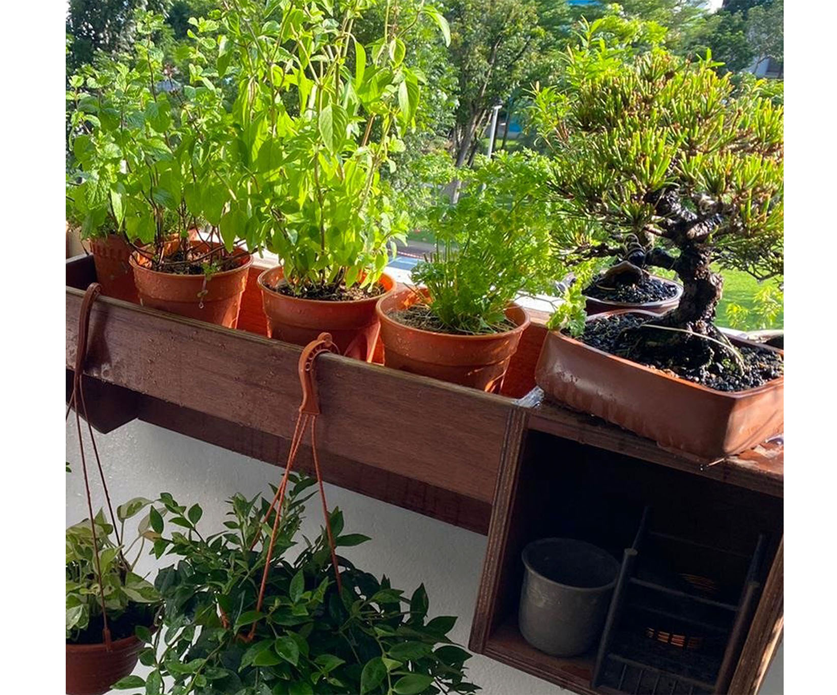 Uncommon Goods Singapore builds a custom bonsai wall planter