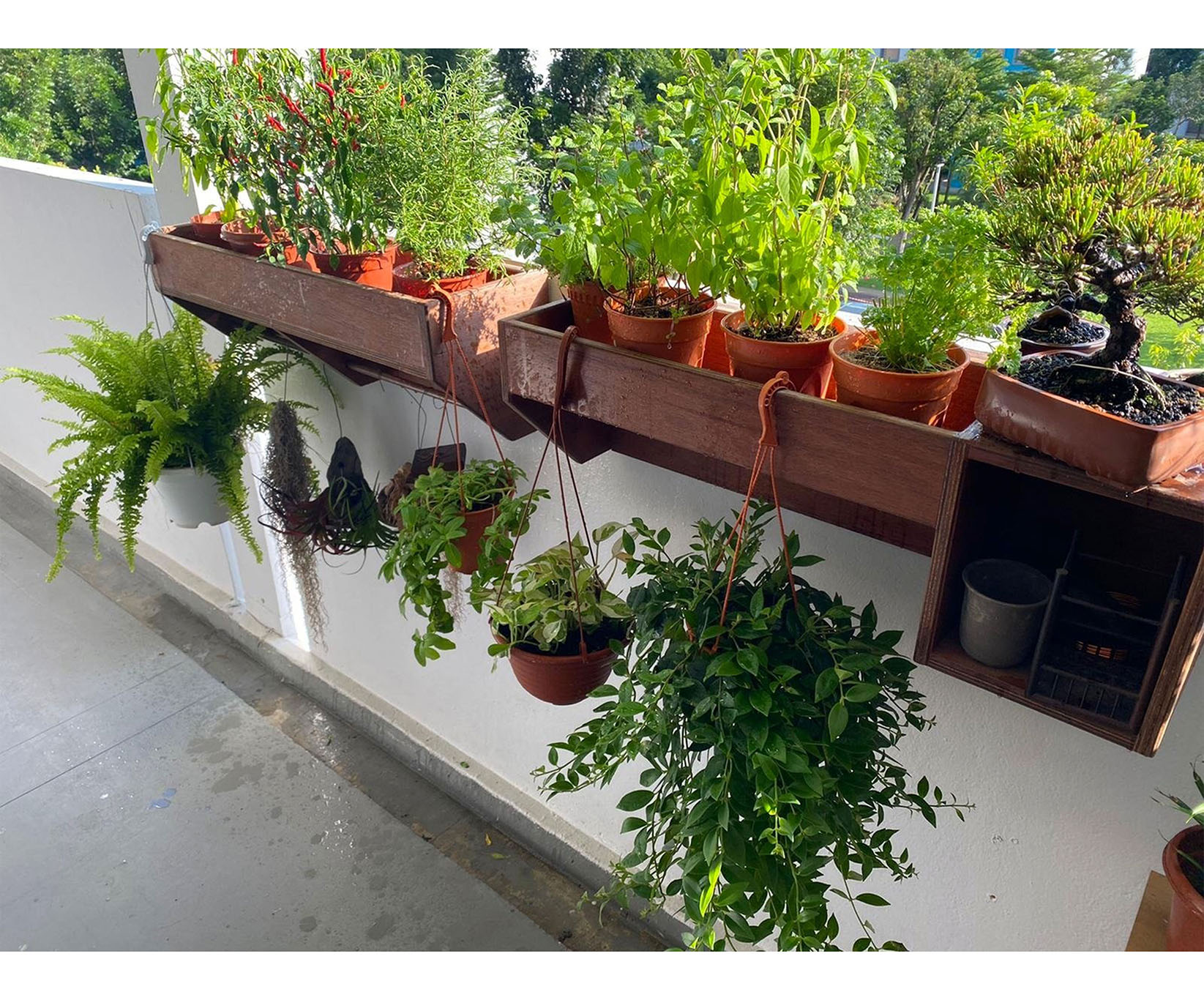 Uncommon Goods Singapore makes a HDB wall planter custom built for bonsai