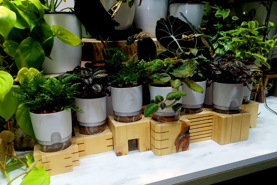 Uncommon Goods Singapore makes custom pinewood plant holders for plants