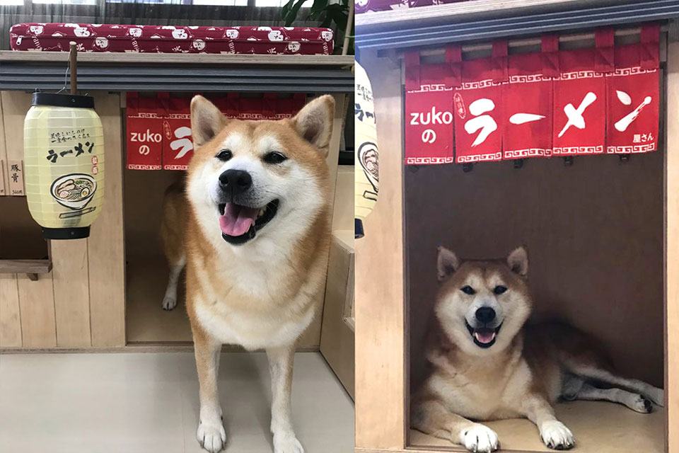 Uncommon Goods Singapore makes a ramen themed dog house for a shiba inu